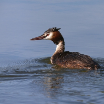 grebe huppe_20250825_a